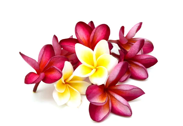 Frangipani çiçek