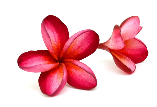 Flor de frangipani rojo — Foto de Stock