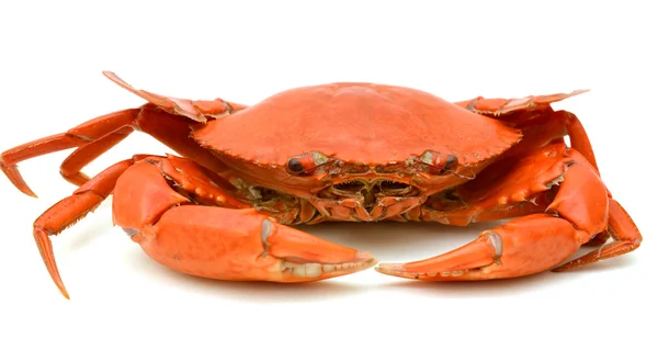 buharda pişmiş Yengeç