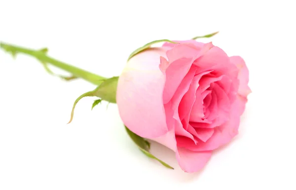 Singolo fiore di rosa rossa — Foto Stock