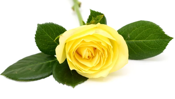 Yellow roses — Stock Photo, Image