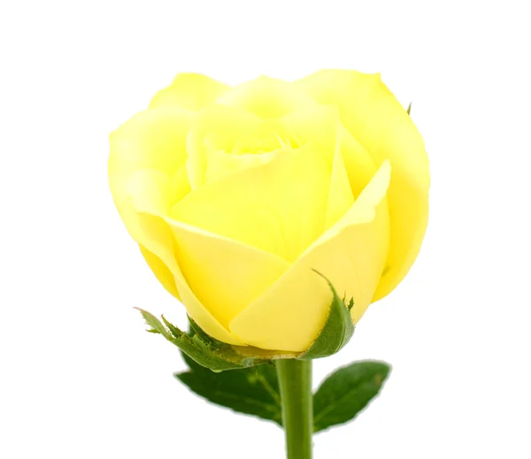 Rose jaune fleur — Photo