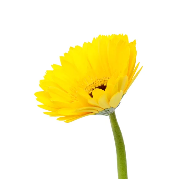 Gul gerbera daisy — Stockfoto