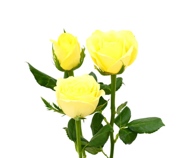 Rosas amarillas flor —  Fotos de Stock