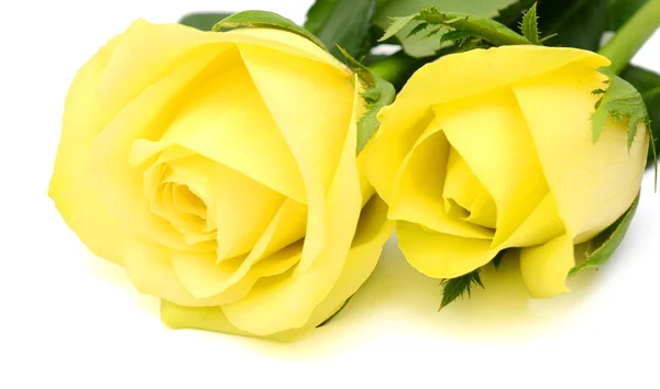 Yellow roses flower — Stock Photo, Image