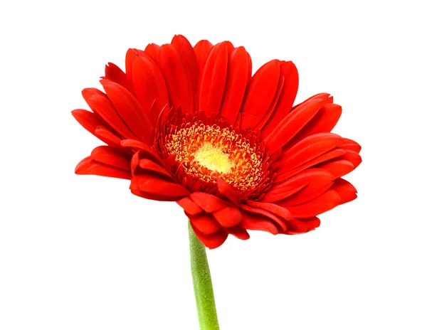 Röd gerbera blomma — Stockfoto