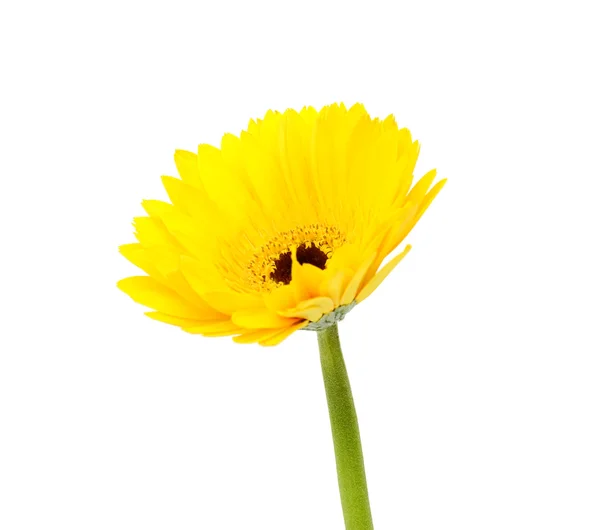 Gul gerbera blomma — Stockfoto