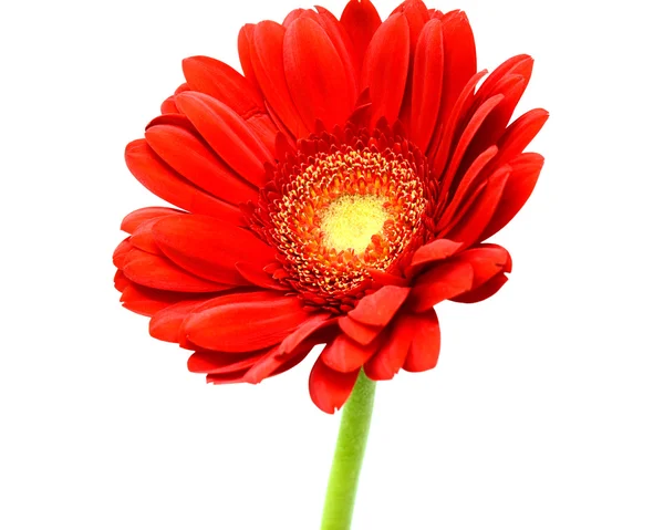 Червона квітка гербери — стокове фото