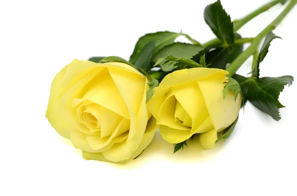 Yellow roses flower — Stock Photo, Image