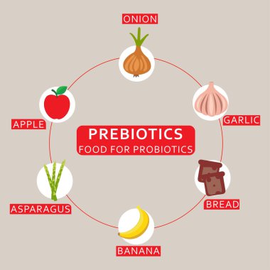 Probiyotikler için prebiyotik gıda. Sağlıklı yiyecekler. Vektör poster illüstrasyonu