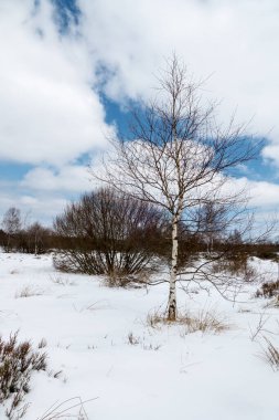 Hautes Fagnes, Belçika, 8 Nisan 2021: Hautes Fagnes, Belçika 'nın Walloon bölgesinde ve Almanya' nın Rhineland-Palatinate ve Kuzey Ren-Vestfalya bölgesinde yer alan bir bölge..