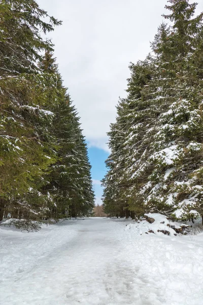 Hautes Fagnes Belgique Avril 2021 Les Hautes Fagnes Forment Une — Photo