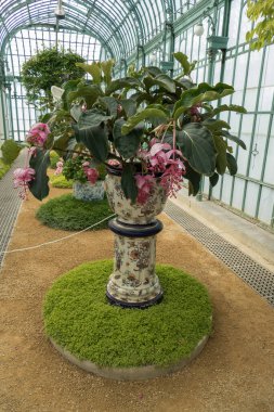 Brüksel, Belçika, 28 Mayıs 2021: Medinilla magnifica, Melastomataceae familyasından bir tropikal bitki türü..