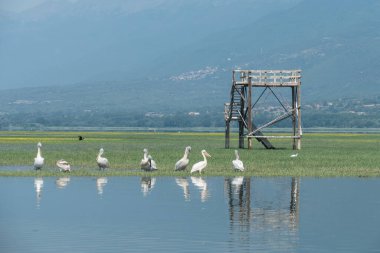 Kerkini Gölü, Yunanistan, 13 Temmuz 2021: Pelikanlar Pelecanus cinsini oluştururlar, Pelecanidae familyasının sekiz canlı türü olan tek temsilcisi..