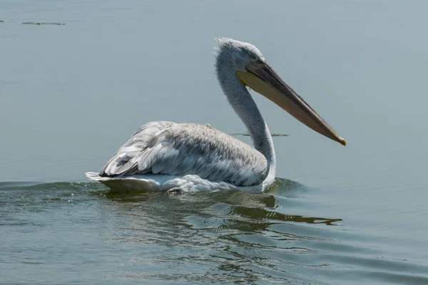 Lake Kerkini Greece July 2021 Pelicans Form Genus Birds Pelecanus — Stock Photo, Image