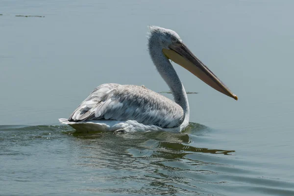 Lago Kerkini Grecia Julio 2021 Los Pelícanos Forman Género Aves — Foto de Stock