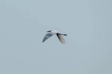 Kerkini Gölü, Yunanistan, 13 Temmuz 2021, Ardeidae familyasından bir kuş türü..