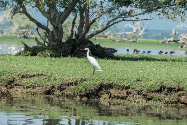 Lake Kerkini Greece July 2021 Little Egret 속하는 일종이다 — 스톡 사진