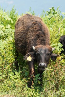 Kerkini Gölü, Yunanistan, 13 Temmuz 2021: Levantine Bufalosu, evcil bufalo olarak da bilinen bir bataklık bufalosu türüdür..