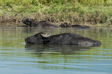 Kerkini Gölü, Yunanistan, 13 Temmuz 2021: Levantine Bufalosu, evcil bufalo olarak da bilinen bir bataklık bufalosu türüdür..