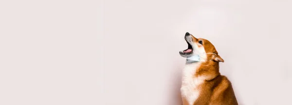 Cute barking Japanese breed dog shiba inu with a protective mask on a face. — Stock Photo, Image