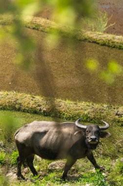 Tarlada bir inek bana bakıyor.