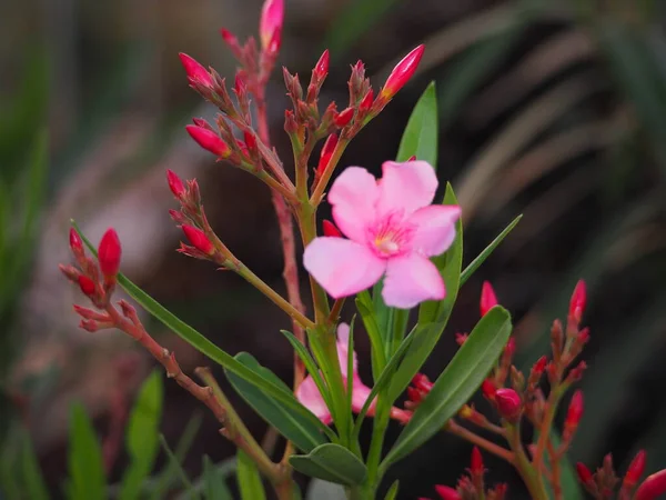 Pink Flowers and Green Leaf and Red — Stock Photo, Image