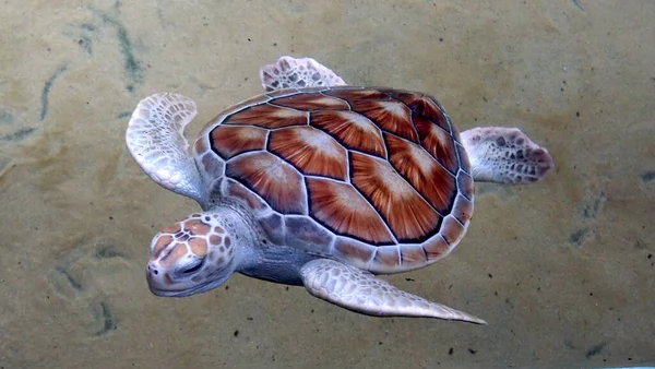 Kaplumbağa Sri Lanka Kahverengi Turuncu Mavi Gri Renk — Stok fotoğraf