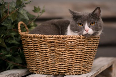 Gri arka planda, sepetteki tüylü gri kedi.