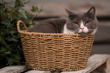 Gri arka planda, sepetteki tüylü gri kedi.