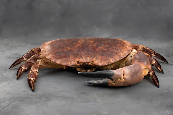 Raw crab on gray concrete background. Seafood background. Close up.