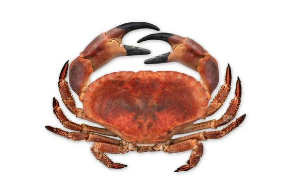 Grote rood gekookte krab geïsoleerd op witte achtergrond — Stockfoto