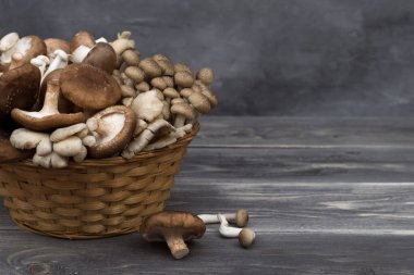 Gri arka planda izole edilmiş sepetteki pişirilmemiş vahşi orman mantarlarının çeşitliliği. Taş arkaplan.