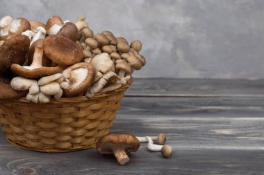 Gri arka planda izole edilmiş sepetteki pişirilmemiş vahşi orman mantarlarının çeşitliliği. Taş arkaplan.