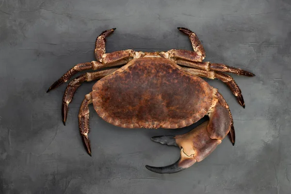 Onne Grand Crabe Cru Avec Une Pince Sur Fond Béton — Photo
