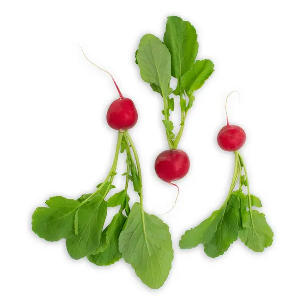 Fresh Red Garden Radish Isolated White Background Raw Vegan Healthy — Stock Photo, Image