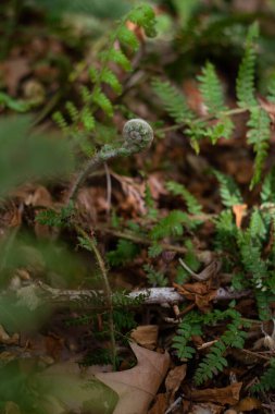 Kapalı eğreltiotu, yumuşak bahar güneşi, bahar çiçekleri. Yeni hayat konsepti. Doğa yeniden doğdu..