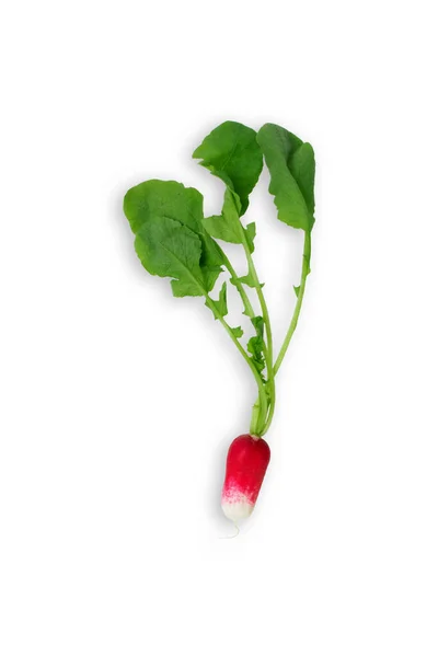 Fresh Red Garden Radish Isolated White Background Raw Vegan Healthy — Stock Photo, Image