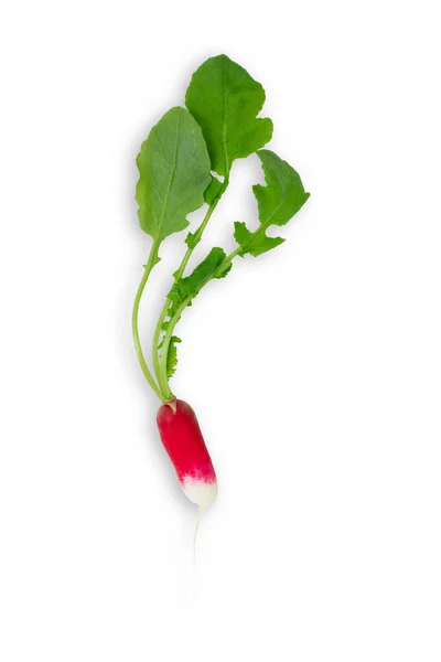 Ravanello Giardino Rosso Fresco Isolato Sfondo Bianco Crudo Vegan Concetto — Foto Stock