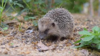 Erinaceus europaeus, Avrupa kirpisi ya da kirpi gibi güzel cüce kirpileri ve yaprakları vardır..