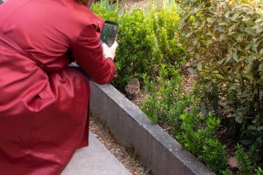 Güzel cüce kirpiler yiyecek arıyor ve etrafta yaprakları var, Erinaceus europaeus.