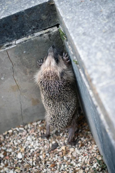 Hérisson Est Tombé Dans Trou Essayant Sauver Sauver Nature — Photo