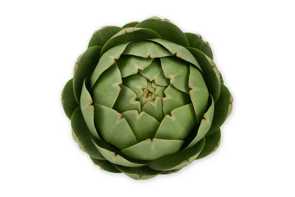Greeen kronärtskocka isolerad på vit bakgrund. Gresh grönsaker. — Stockfoto
