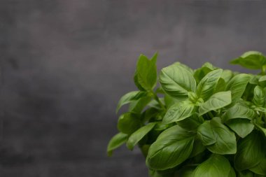 Bitki kabındaki fesleğen otu gri arka planda izole edilmiş. Taze bitkiler..