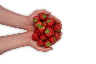 Beyaz arka planda taze çilek tutan erkek eller. Taze meyve..