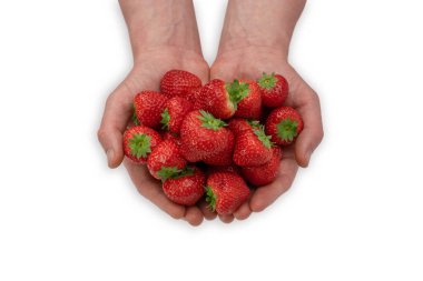 Beyaz arka planda taze çilek tutan erkek eller. Taze meyve..