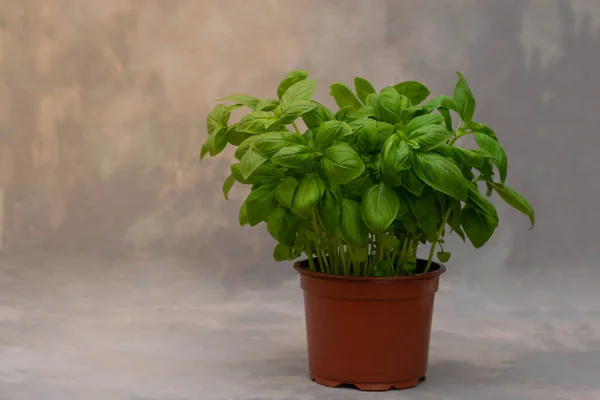 Basil herb in plant pot isolated on gray backround. Fresh herbs.