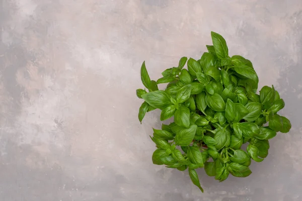 Basil herb in plant pot isolated on gray backround. Fresh herbs.