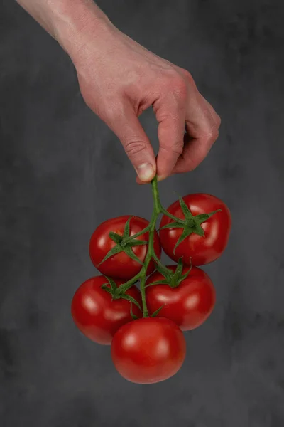 Los Agricultores Trabajan Con Tomates Recién Cosechados Joven Manos Sosteniendo —  Fotos de Stock