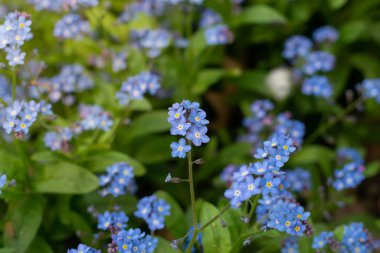 Çiçeklerin arka planda olmadığını unutun. Mavi çiçekler. Çiçek arkaplanı.